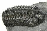 Phacopid (Adrisiops) Trilobite - Jbel Oudriss, Morocco #245290-2